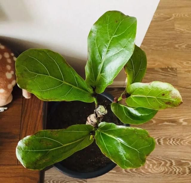  #散射光好#3种树，每月砍1刀，呼呼疯狂冒新芽！