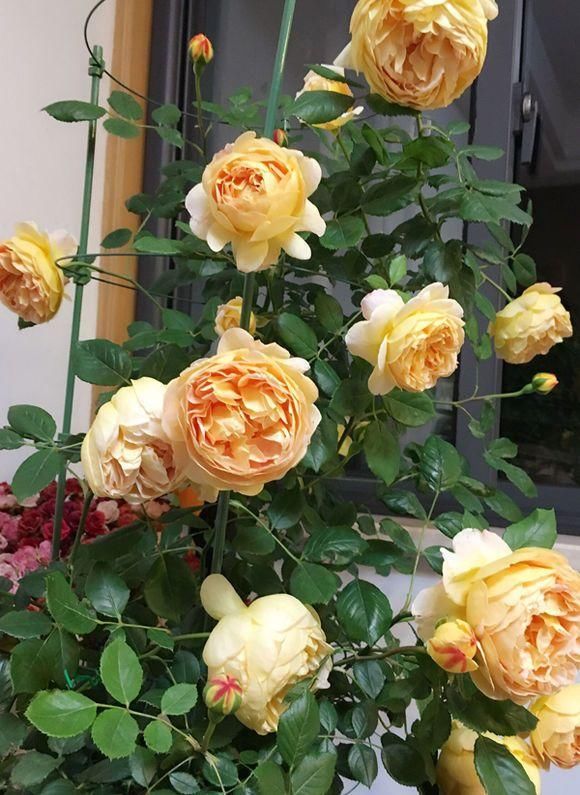  「开成」养3种花一定赚了，夏天开成“花瀑布”，年年都是这个样儿