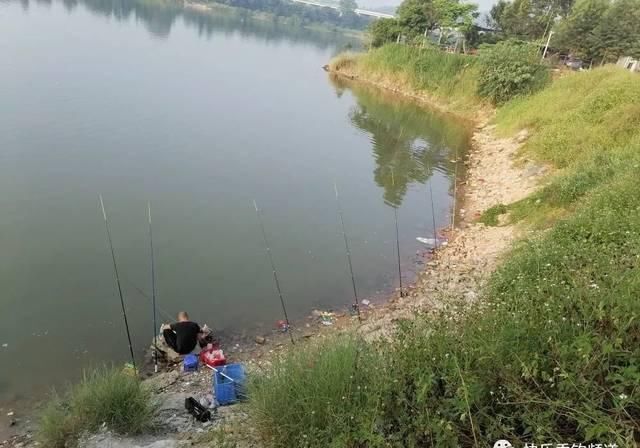 引逗：轻提引逗小技巧，野钓鲫鱼争咬钩！