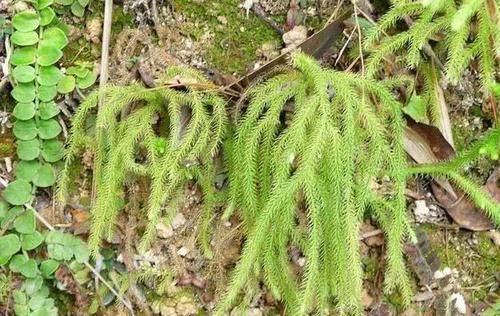  『伸筋草』长在老树上的它，人称“龙须草”，能治“关节痛”，别拔，很珍贵