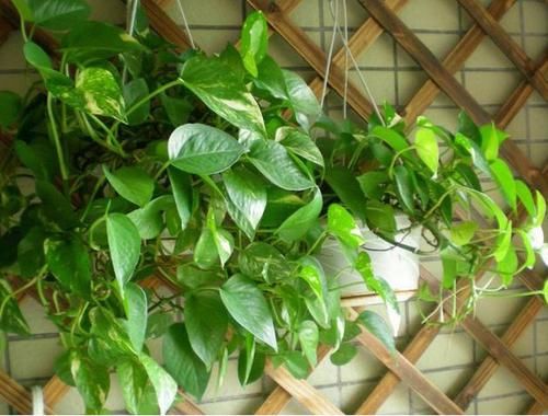  [绿萝]养的“绿萝”满屋疯长，原来用了“神奇水”，新芽嗖嗖冒，长满屋