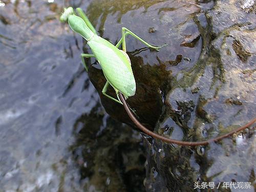 农村铁锤都砸不烂的虫子,能轻易缠段牛尾巴和