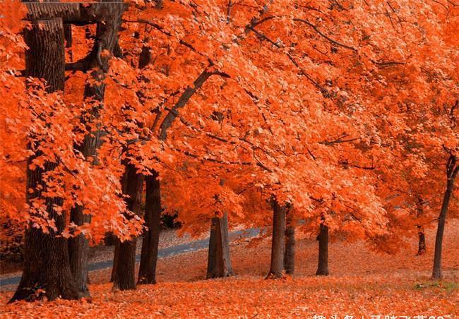 秋季看红叶最好的地方,原来在这里:枫树林风雨雪霜浸染150年!