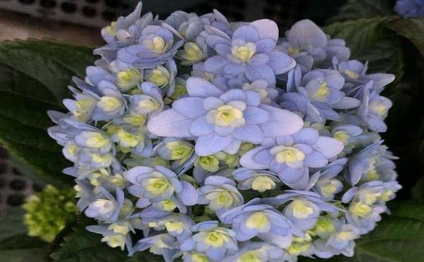 『花开花』常见的5个绣球花黄叶原因,搞明白了绣球花开花爆盆成老桩