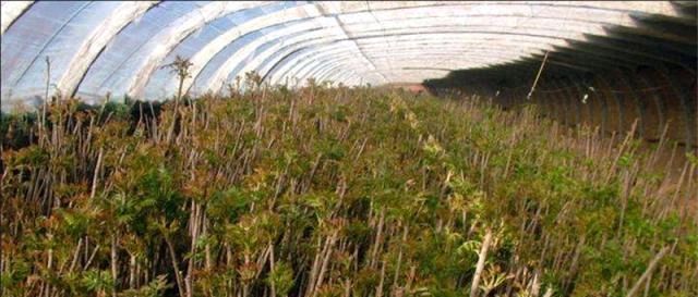  香椿树：农村这树价值很高，农民却每年下狠手，砍到剩光秃树干