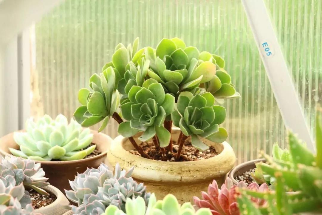  『花房』你在梦想有一个花房的时候，别人家的姑娘已经用一亩地实现了