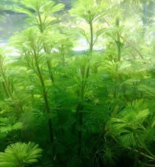  一大■比铜钱草好看的花，7天爆满一大缸，多到家里堆不下