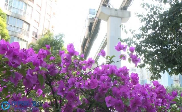  城市|三角梅朵朵绽放 城市增添勃勃生机