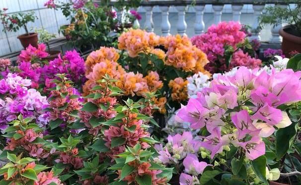 『根部吸收』夏季赏花选三角梅，管理掌握5个小技巧，盆盆月月花开不停