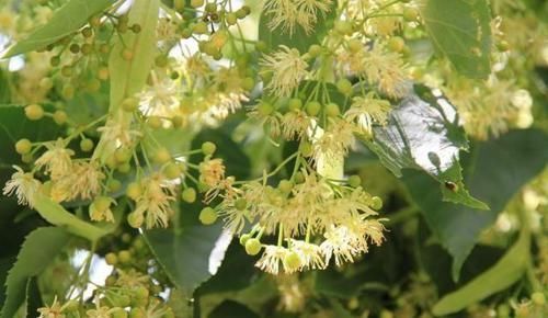  「顶级」山里一种植物，花是蜂蜜中顶级珍品，也是中药至宝，遇到请重视！