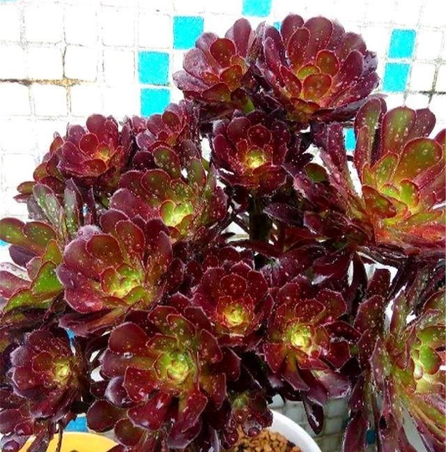  #新芽#夏季养黑法师，做好这5点，根系茁壮，到了秋天，新叶新芽长爆盆