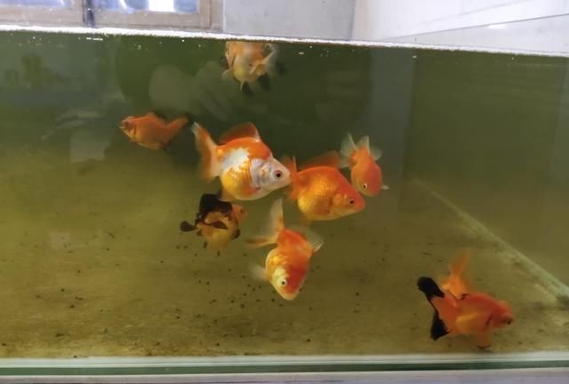  『摄食』为什么大换水后，金鱼摄食鳃部不断冒泡，这样对于金鱼有害吗？