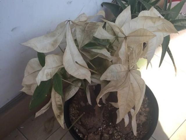  「图片作者」10种花，春天不能晒，躲屋里最安全！