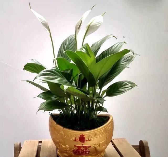  『室内』室内通风差？就养这六种植物，除甲醛、吸废气，净化空气能力棒