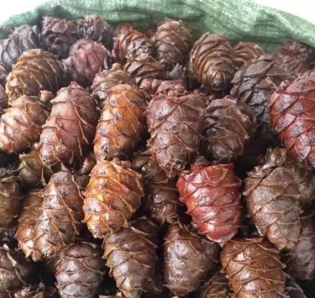  #所产的松子#过去掉落一地没人捡，如今60元一斤，农民：吃了没肉