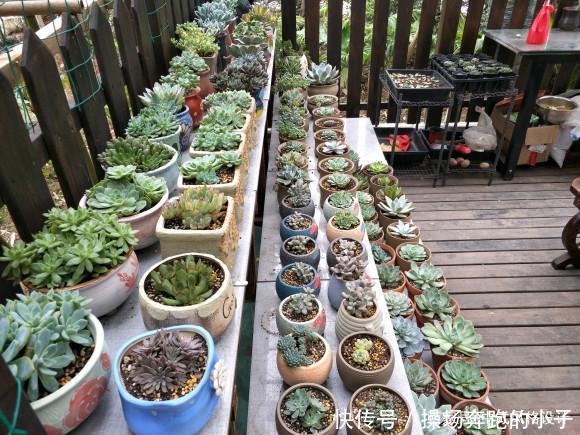  「李小姐还」她将荒芜的后院，改造成最美花园，完工一年后，让人惊艳