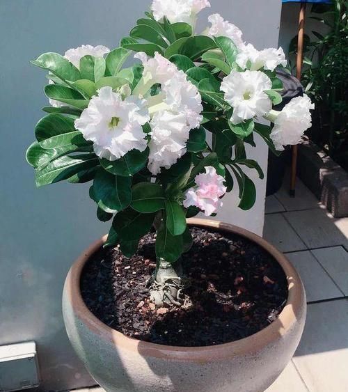  [浇水太多]养花需注意，这4种花不能瞎浇水，不然很容易烂根！