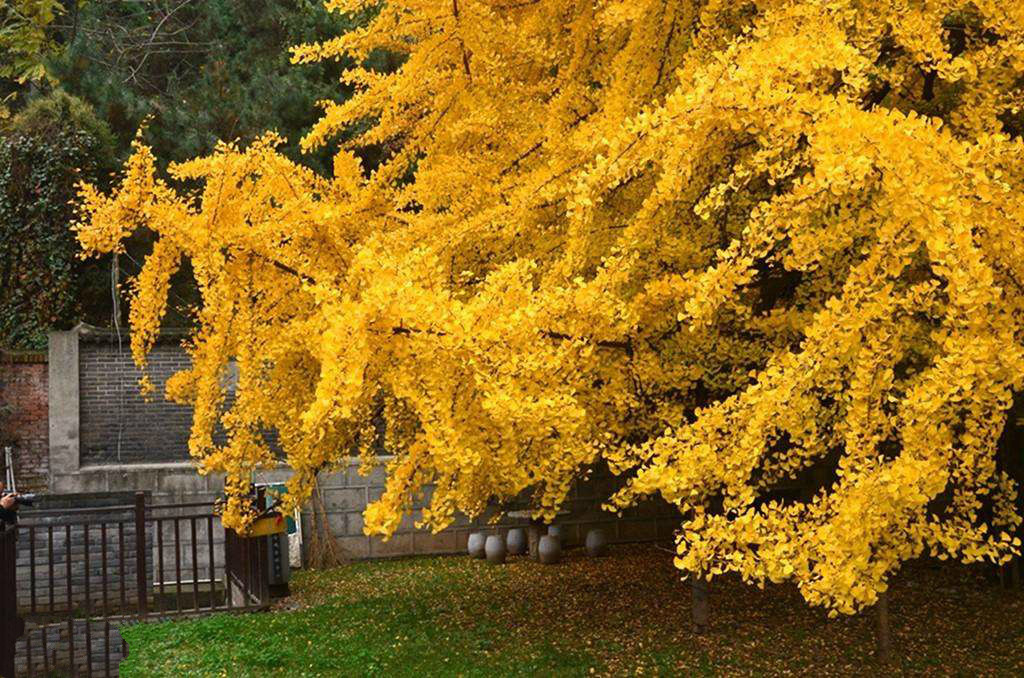 世界最厉害十棵树：四棵在华夏，价值无法估量，1棵是李世民栽种