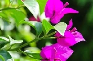 『轻松』家养三角梅总是开花少?学会这三个小技巧,轻松花开爆满盆