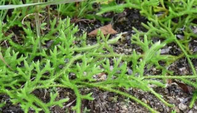  『杂草』农村4种“野草”，农民眼中的杂草，老中医却当成稀世宝，珍贵