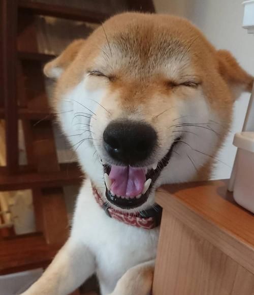 形象■最近《庆余年》动物版海报火了起来，都说这些动物与剧中角色神似