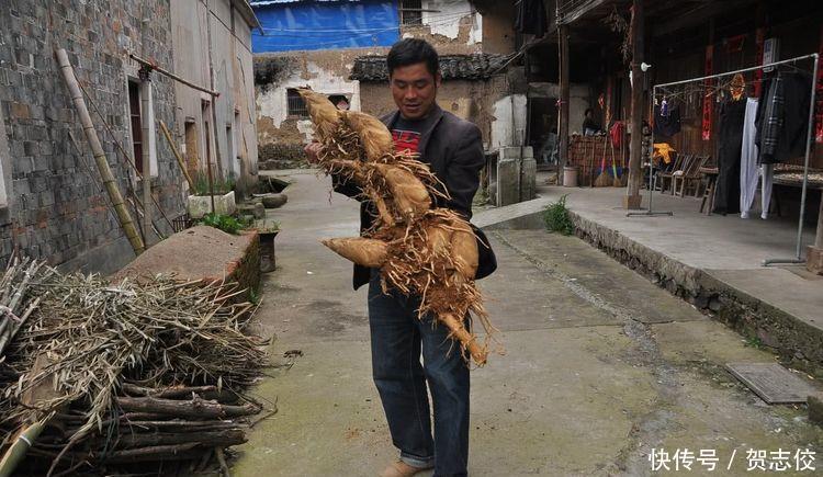  男子@男子竹园挖到“稀罕物”，村民表示没见过，网友：赚大发了
