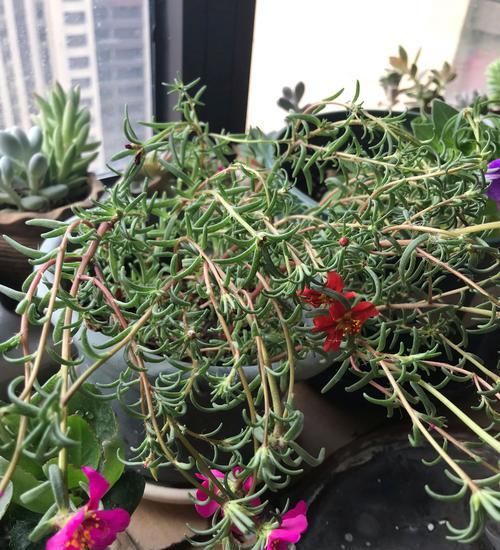  很快@太阳花躺着长而且开花少又丑？欠狠狠收拾虐待，很快枝茂开花爆盆