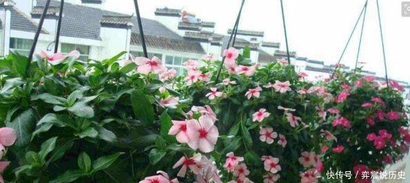  『长春花』“3种花”好养又漂亮，一年能开300多天花，适合“现在”养！