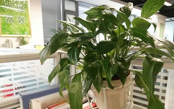  #瞬间#绿植花草这样摆放，阳台瞬间变花园，不仅干净整洁，空间还扩大了