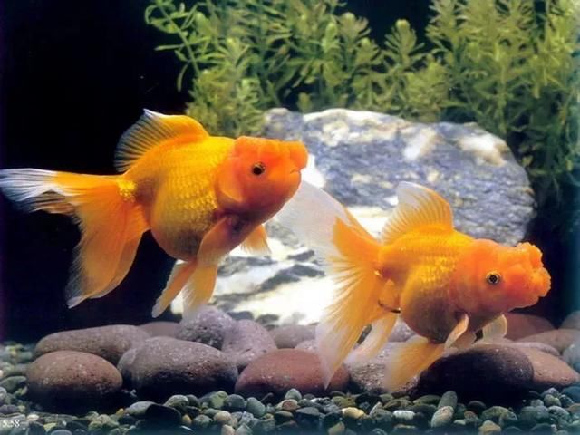 辟谣感冒发烧不能吃鸡蛋?菌类和茄子同食会致死?近期食药十大谣