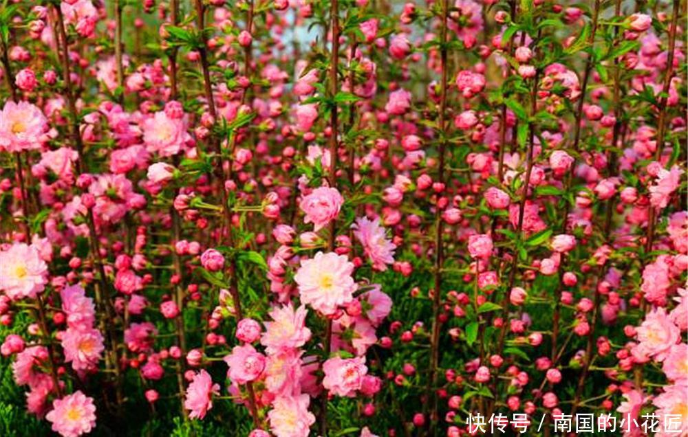 『花期』春季养1盆“郁李”,花期绽放比“桃花”还美艳,果子还能通便秘