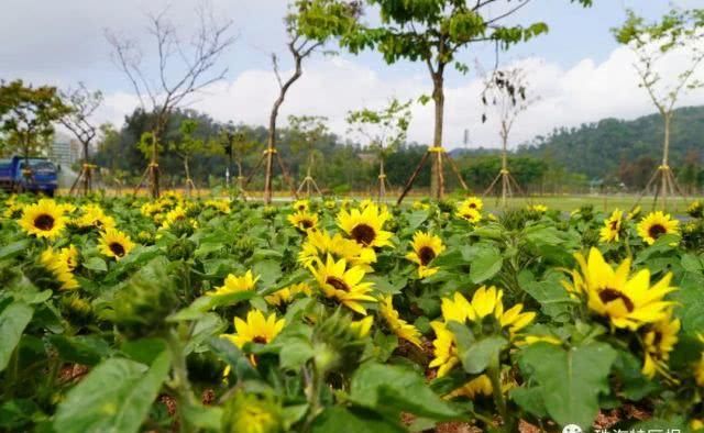 公园的向:超罕见白色、黑色向日葵!8千㎡花海!就藏在珠海市区!