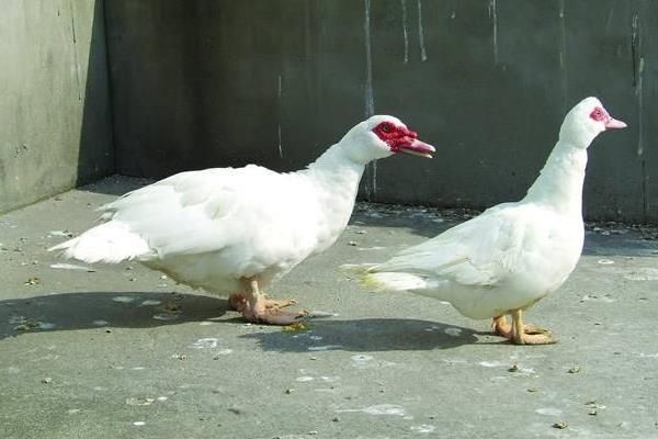  「低能」现在养什么比较稳，以下几种养殖成本较低能赚钱.亩收入