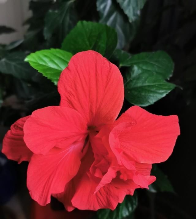 #增辉#与花为伴，岁月增辉