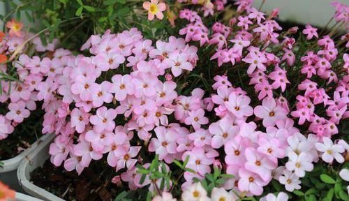  【春天】阳台种盆酢浆草，来年春天开爆盆，简单3步，教你学会上盆种植