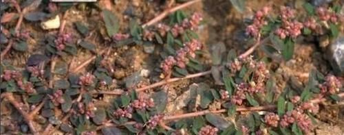  [提高]1种野草，人称“血筋草”，可“通乳、治血崩”，全身都是宝