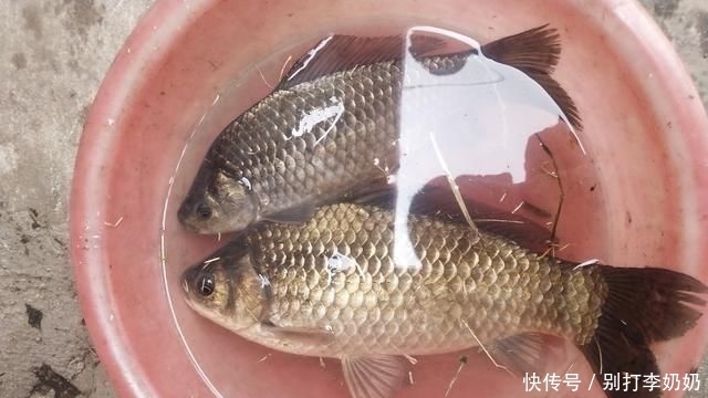 『违法』钓鱼遇到这种事,是谁也会盘他俩!不只丢钓鱼人的脸,他还违法