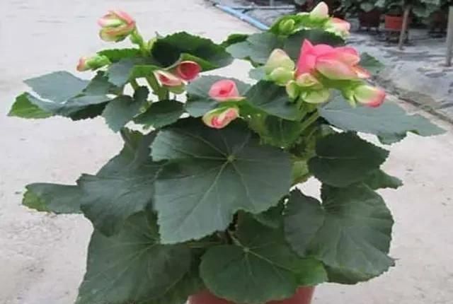  「植物」三月初，这“四朵花”任意养长，枝叶绿，花开，一年到头都在开花