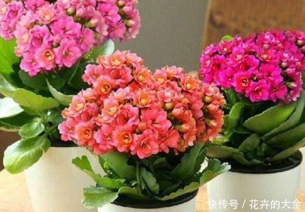  『盆栽』阳台养什么花？这3种小盆栽真不错，尤其最后一种，养花人都喜欢
