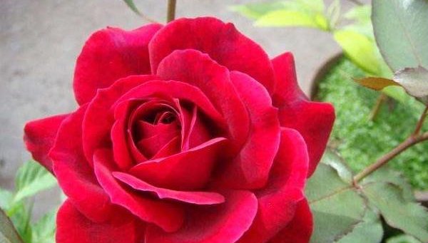  [生长]有一盆栽的玫瑰花,要怎么养?