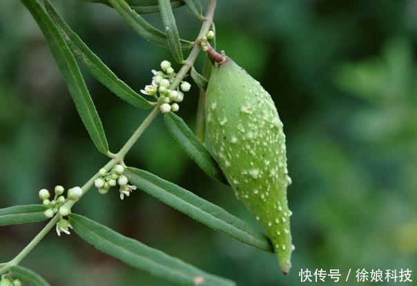  特别■它是野生的，孕妇特别爱吃，如今一斤60元，供不应求，种