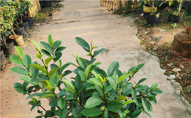  『花香』养盆花中精品含笑花，苞润如玉，树枝优雅，花香四溢，沁人心脾