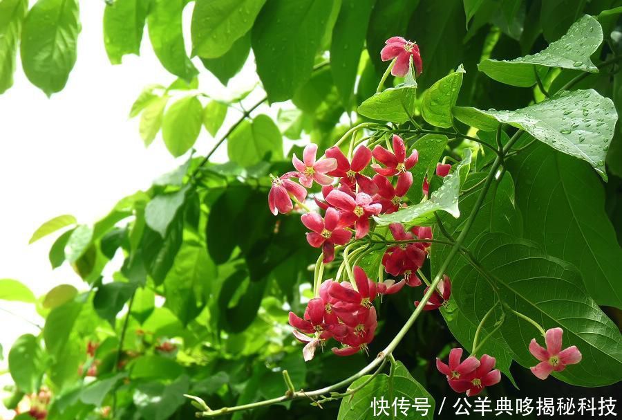  「郭使君」名字好听的3种花，使君子、紫鹅绒、?风铃椒，都见过的人不多