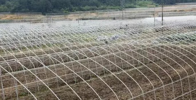  「中招」农村新骗局针对农村农业大户，有不少人已中招