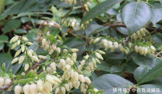  「延年益寿」南方一种“染菽树”，枝叶是宝贝，相传能“延年益寿”，价值珍贵