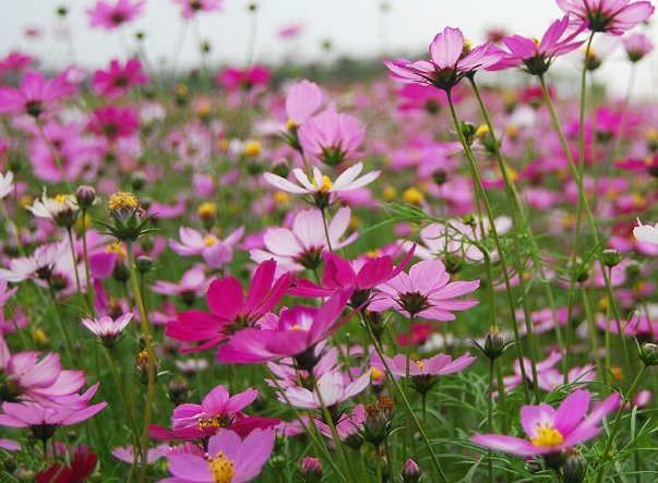  「开花」好养又容易开花的花卉，丢阳台随便一养美如画，开成花海蹭蹭冒