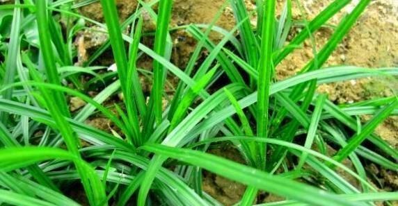 这草不能当鱼草,农民看见拔掉,殊不知好珍贵,今卖20元一斤了！