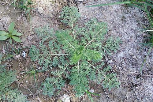麦地这野草，农民看到就犯愁，殊不知浑身是宝，营养不输荠菜