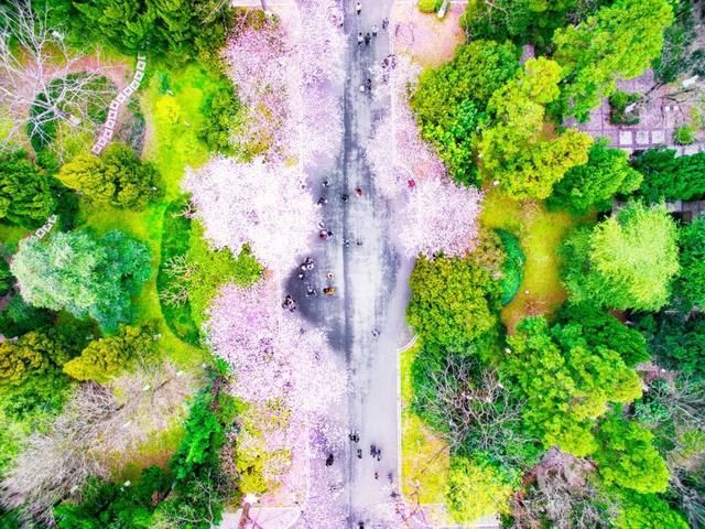 春天，中国最美10座大学，多想回去谈一场恋爱