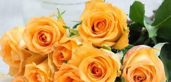 『快乐』秋天养花,就养“玫瑰精品”假日公主,开花金闪闪,寓意快乐美